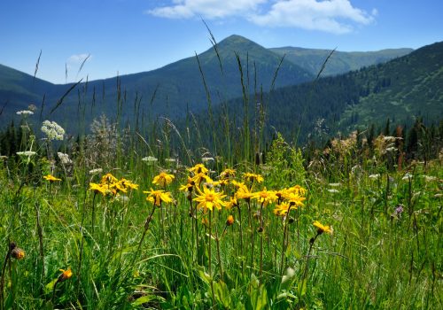 Arnica flowers (Arnica montana) on a background of mountains and blue sky